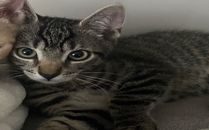 Zbiórka Uratuj życie Pasia - zdjęcie główne