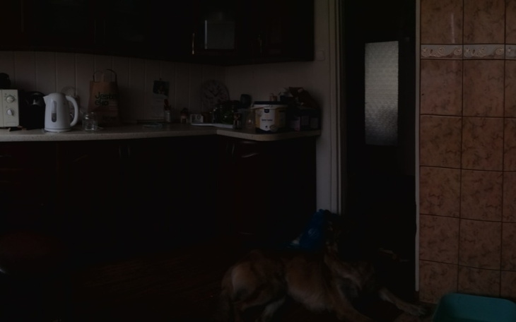 Ciemne wnętrze kuchni z psem na podłodze.