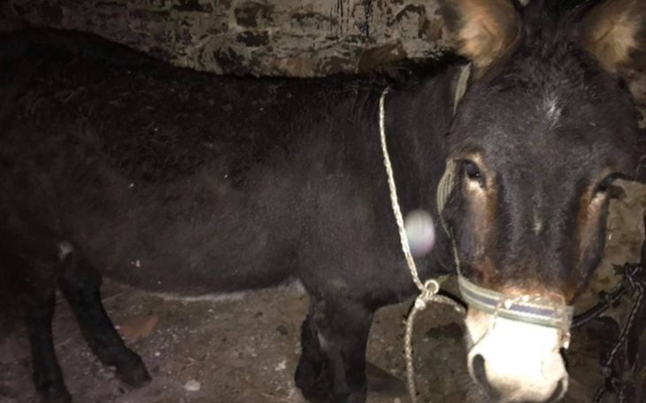 Zbiórka Osiołek potrzebuje pilnej pomocy - zdjęcie główne