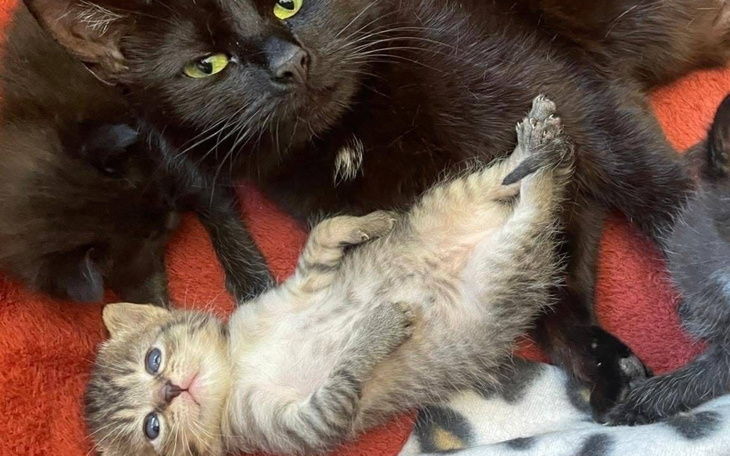 Czarne koty z małym kociakiem leżącym na czerwonym tle.