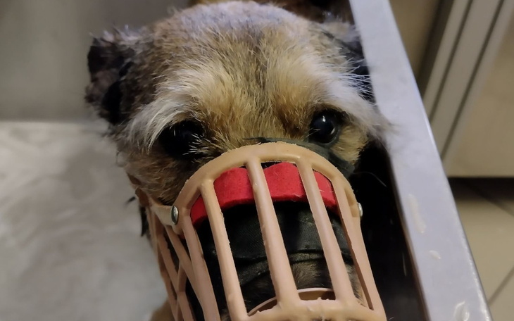 Zbiórka Gizmo biopsja i badania - zdjęcie główne