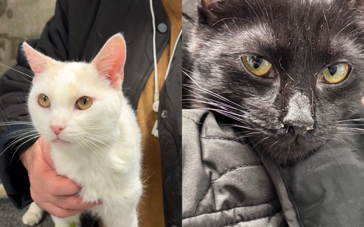 Dwa koty, biały i czarny, patrzące w obiektyw.