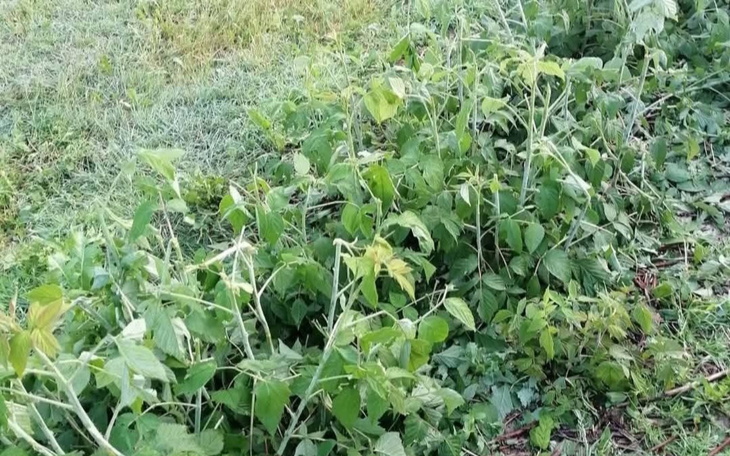 Zielone pnącza rosnące na łące, otoczone trawą.