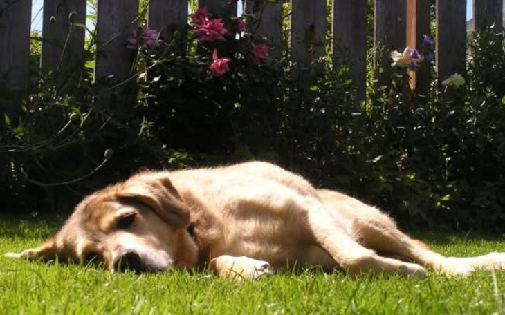 Zrelaksowany pies leżący na trawie w ogrodzie.