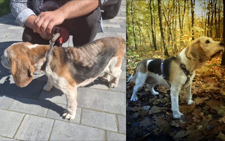 Zbiórka Razem możemy uratować Lucię - zdjęcie główne