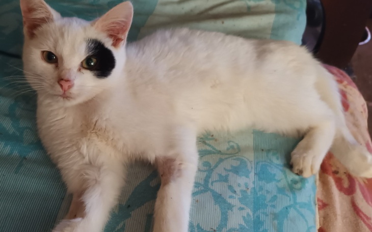 Zbiórka Kastracja kotki Perełki - zdjęcie główne