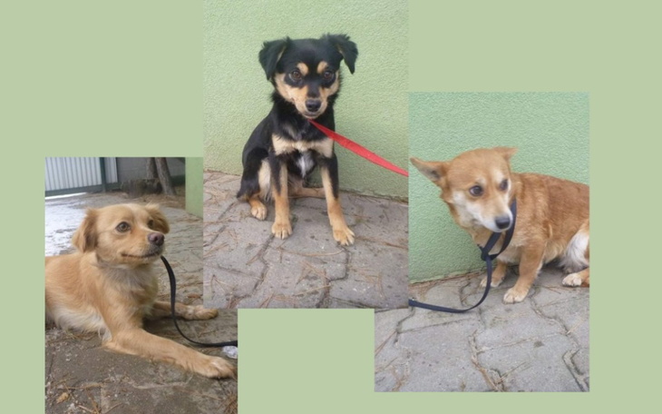 Zbiórka Zabranie 3 suni ze schroniska - zdjęcie główne