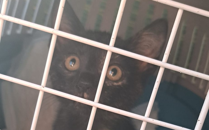 Zbiórka Pozwól mi żyć Ratunek dla kotki - zdjęcie główne