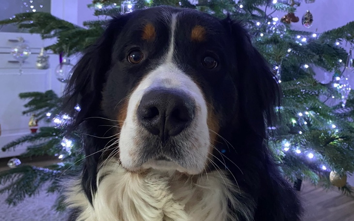 Zbiórka Kastracja Aspena - zdjęcie główne