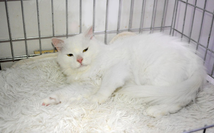 Zbiórka Kocia droga do szczęścia - zdjęcie główne