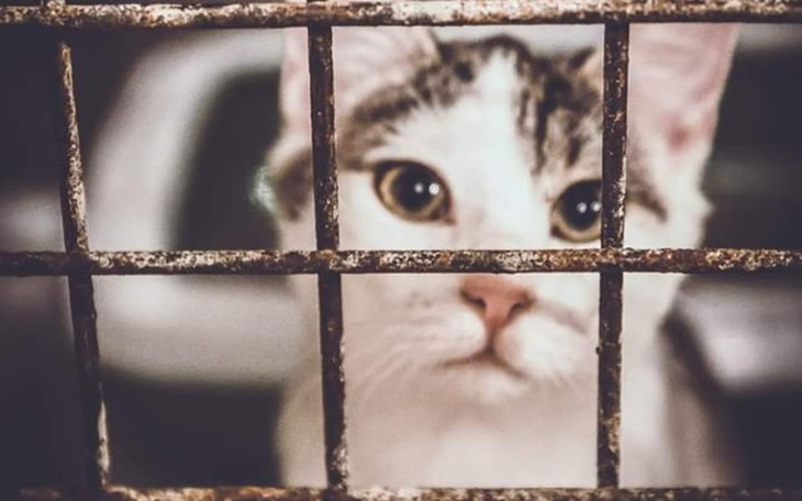 Zbiórka Bezdomne Koty - zdjęcie główne