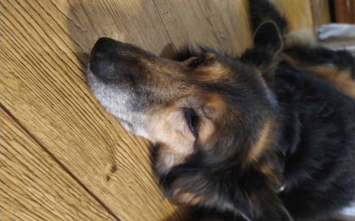 Zbiórka Na ratunek Niteczce - zdjęcie główne