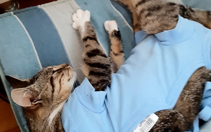 Kot w niebieskiej koszulce, śpiący na poduszce.