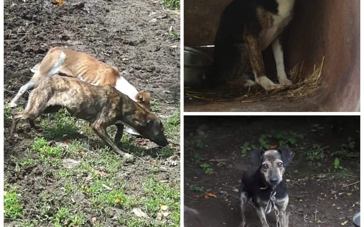 Zbiórka Dramat zwierząt z Jeleśni. - zdjęcie główne