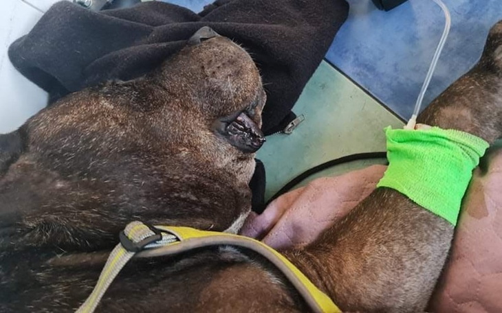 Zbiórka Ratujemy Quellcie - zdjęcie główne