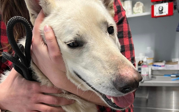 Zbiórka Leczenie mojego chorego psa - zdjęcie główne