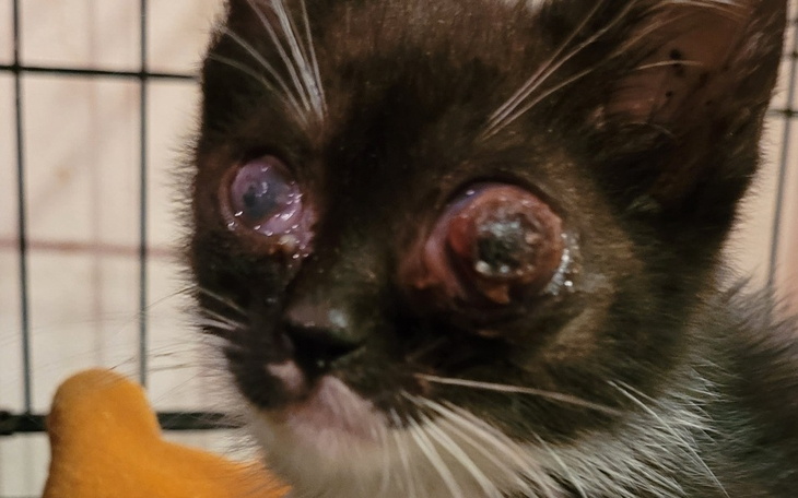 Zbiórka Ratujemy kotki w sierpniu - zdjęcie główne