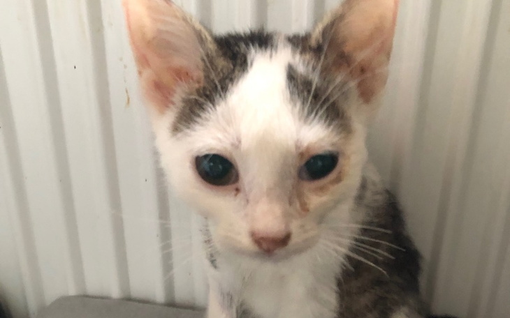 Mały kotek z dużymi, zielonymi oczami.