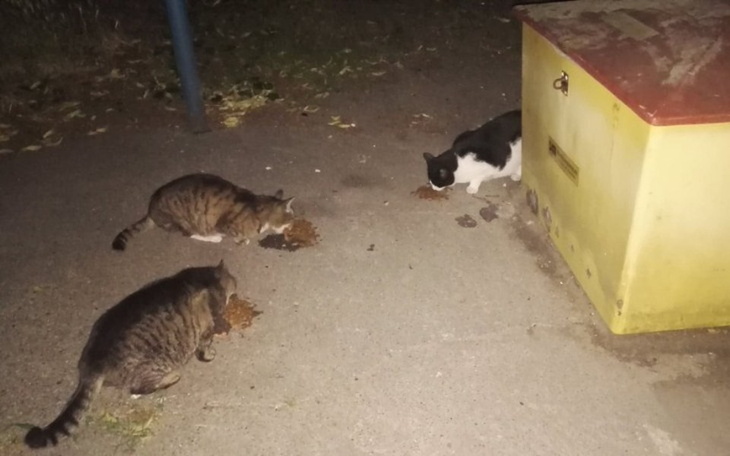 Zbiórka zbieramy na miskę dla kotów - zdjęcie główne