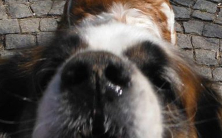 Zbiórka Fundacja BERNARDYN na jedzenie - zdjęcie główne