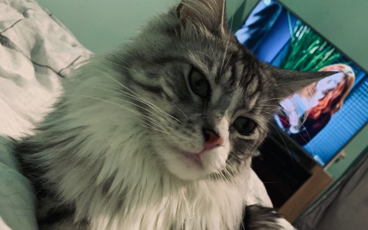 Zbiórka Kolejna operacja naszego Easyego - zdjęcie główne