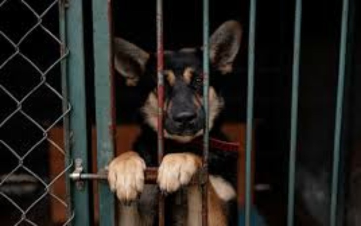 Zbiórka Pomagamy Lubuskim Psiaką - zdjęcie główne