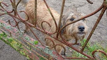 Zbiórka Iskierka wyrzucona przed Świętam - miniaturka zdjęcia