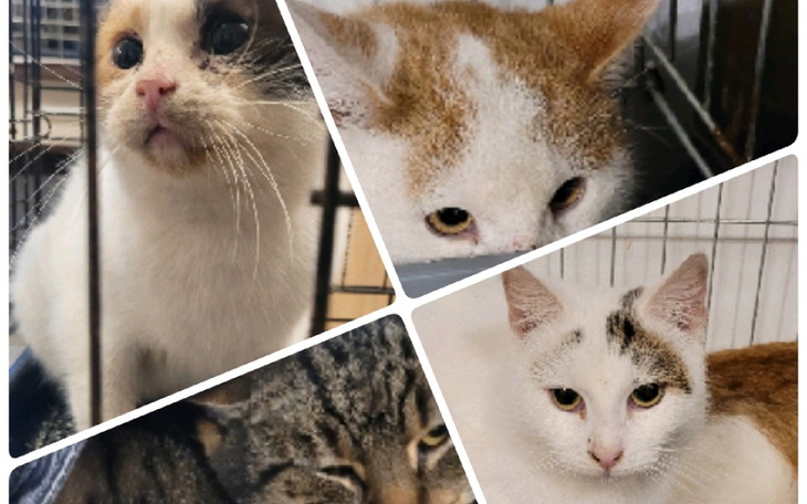 Zbiórka Kotki Agatki szczepienia sterylk - zdjęcie główne