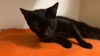 Zbiórka MASZA walczy o życie 💔 - miniaturka zdjęcia