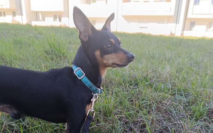 Mały czarny pies na trawie, patrzący w dal.