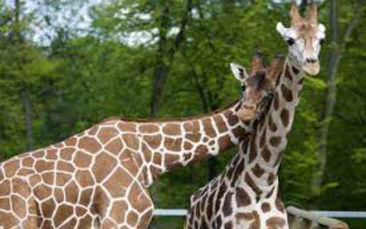 Zbiórka prezent dla Mojej coreczki - zdjęcie główne