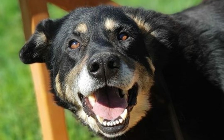 Zbiórka 13 letni MORUS zbiera na hotelik - zdjęcie główne