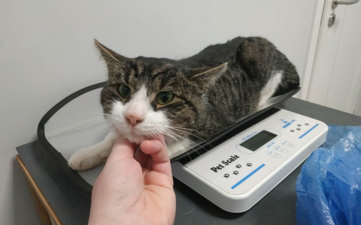 Zbiórka Na ratunek dla kocurka Milkiego. - zdjęcie główne