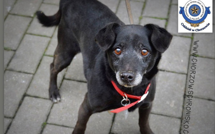 Zbiórka Schronisko Chorzów - zdjęcie główne