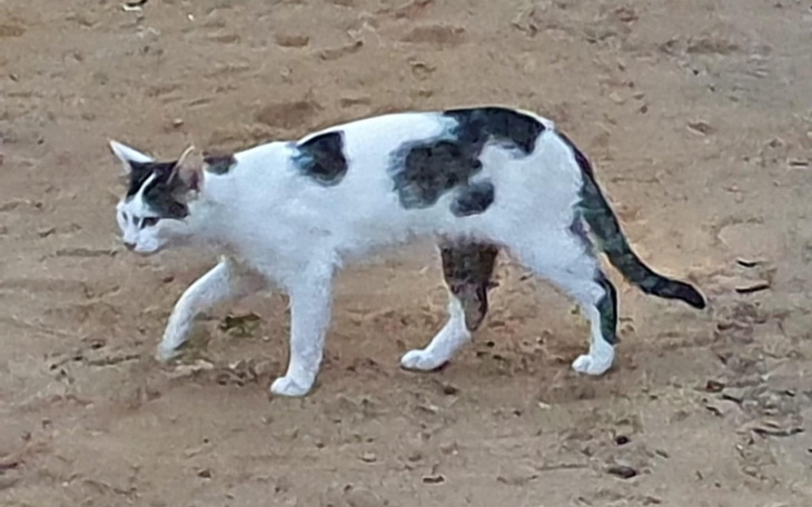 Zbiórka Leczenie bezdomnego Romcia - zdjęcie główne