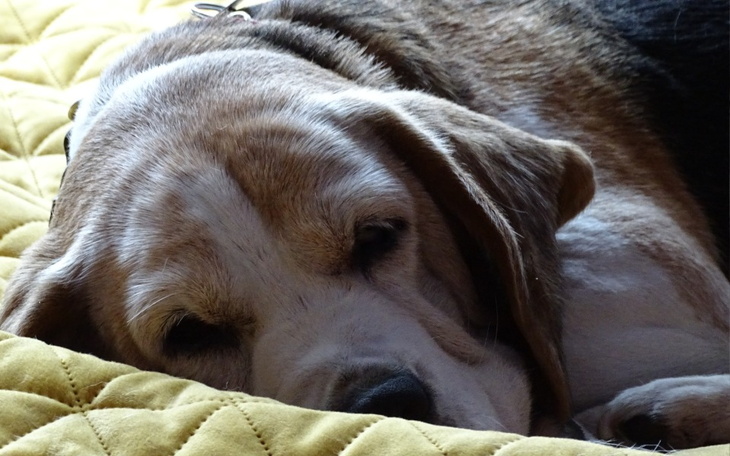 Zbiórka Porzucona Lucia potrzebuje leków - zdjęcie główne