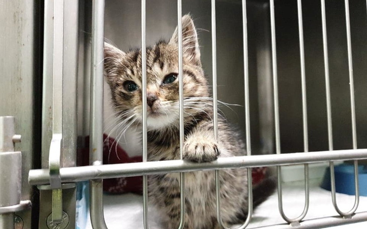 Zbiórka Schronisko dla kociakow - zdjęcie główne