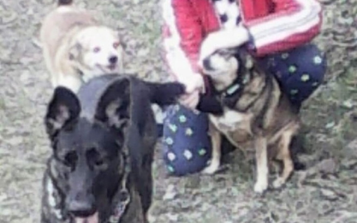 Cztery psy bawią się na świeżym powietrzu.