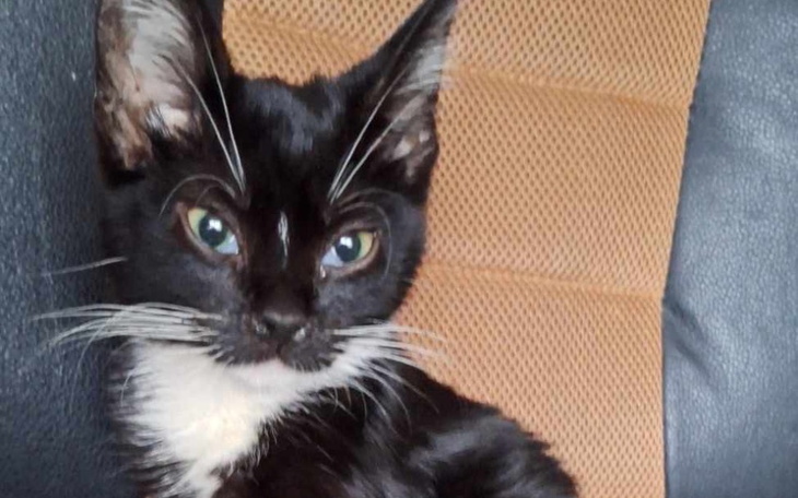 Zbiórka Na weterynarza dla kotka c - zdjęcie główne