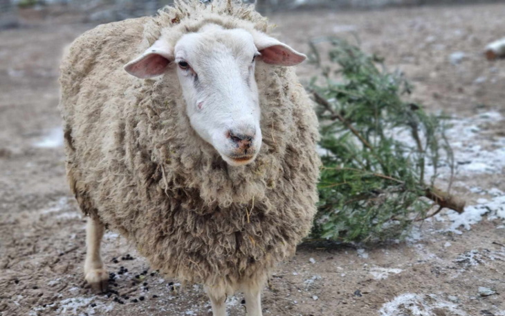 Zbiórka Zbiórka baranka Antosia - zdjęcie główne