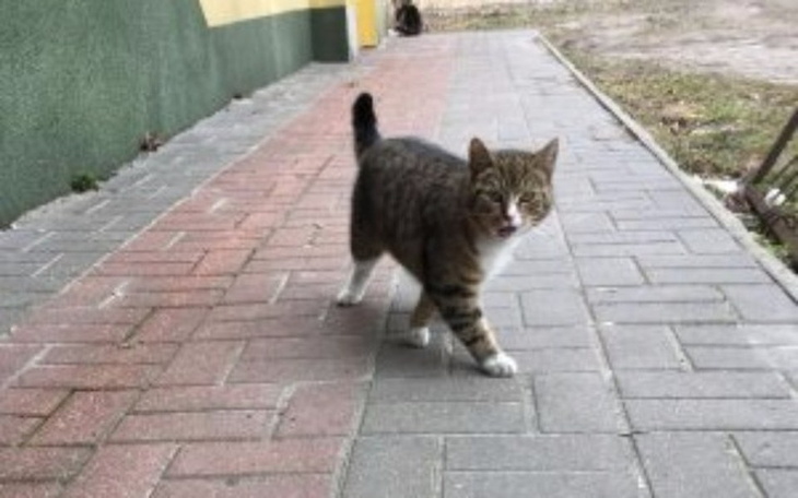 Zbiórka Zbieranie na karmę dla zwierząt - zdjęcie główne