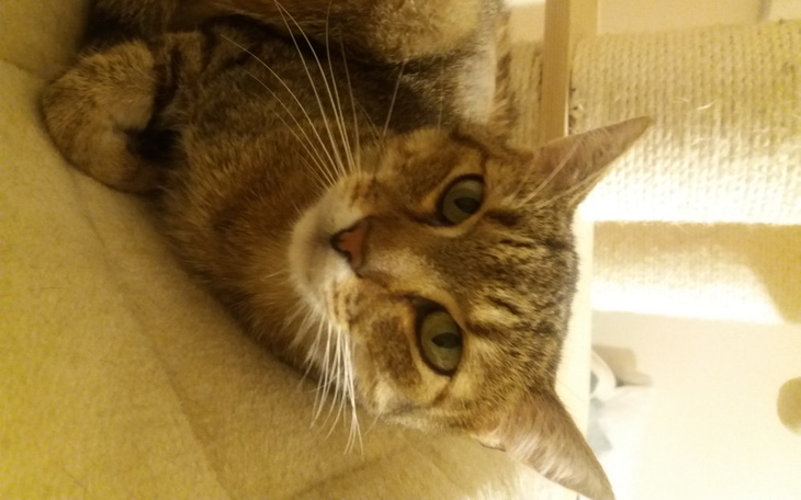 Zbiórka ratujemy życie Lucka - zdjęcie główne