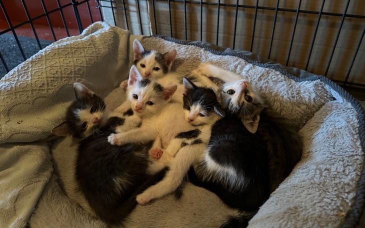 Zbiórka Utrzymanie i leczenie kociaków - zdjęcie główne