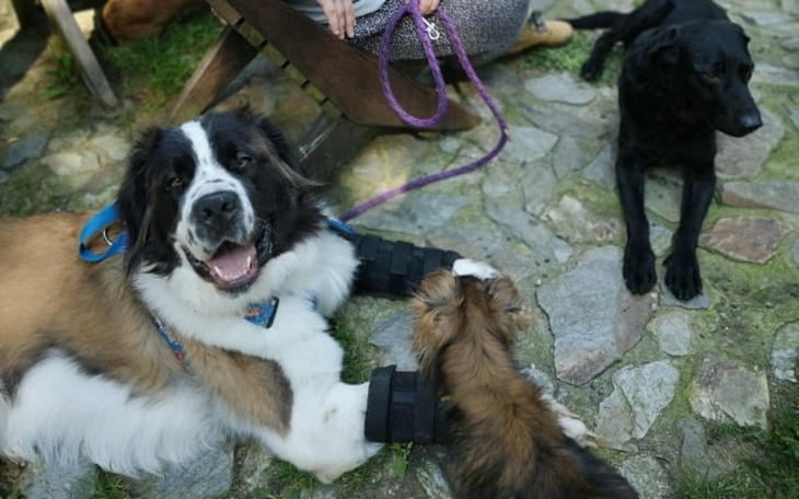 Dwa psy bawiące się na kamiennej nawierzchni.