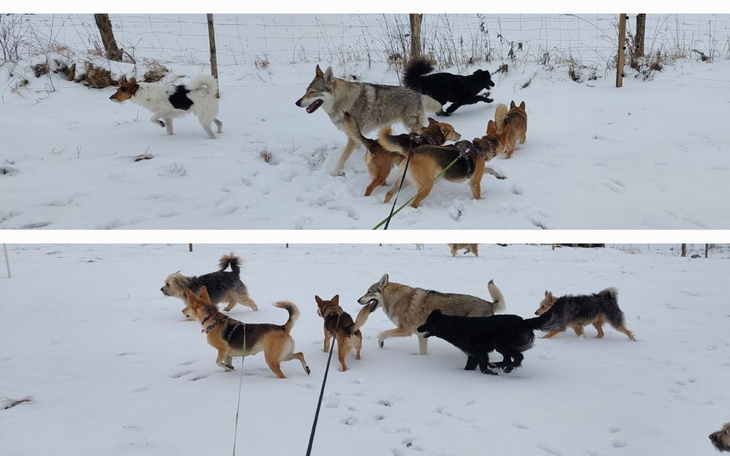 Psy biegające po śniegu, wesoła scena.