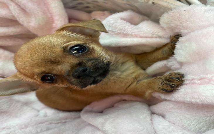 Zbiórka Cziko potrzebuje pomocy - zdjęcie główne