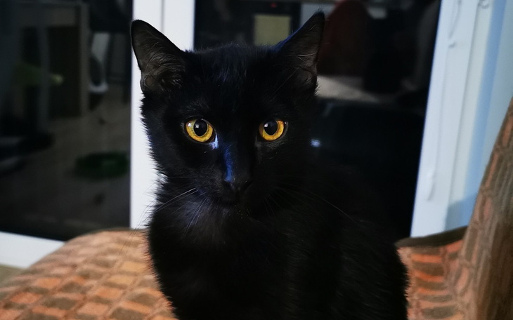 Zbiórka Wsparcie leczenia kocurka Poldka - zdjęcie główne