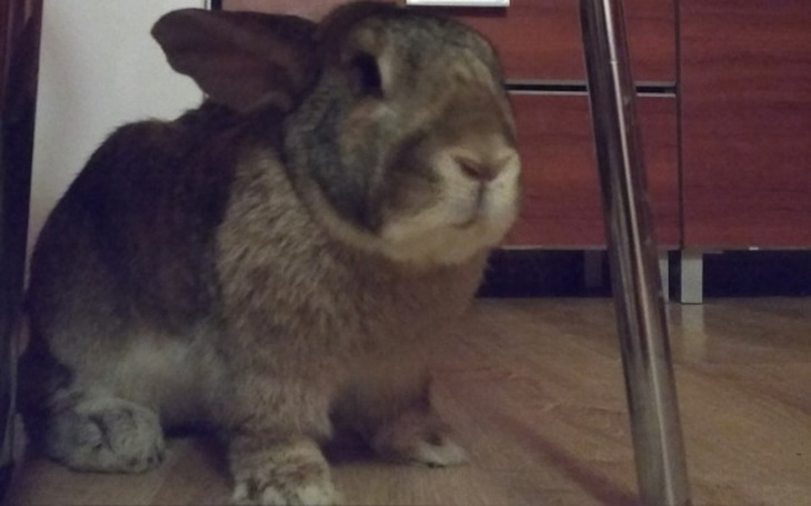 Zbiórka Na leczenie staruszka Aspiranta - zdjęcie główne