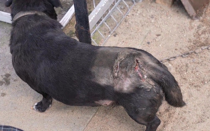 Pies z raną na grzbiecie, potrzebujący opieki.