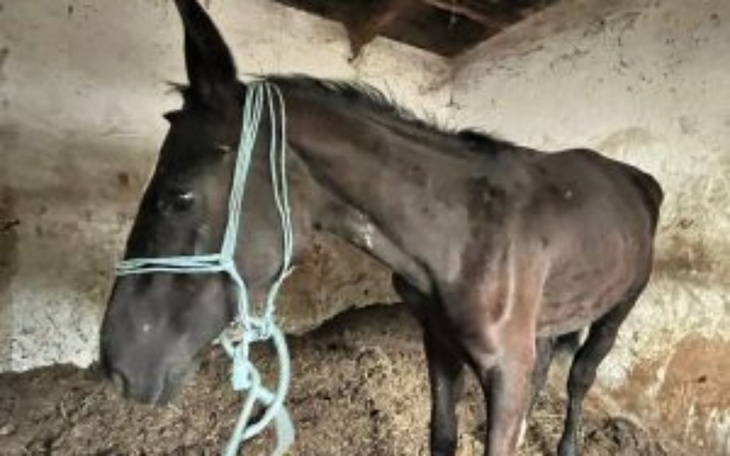 Zbiórka Fundacja Benek - zdjęcie główne